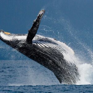 Avistamiento de Ballenas en Bahía Solano